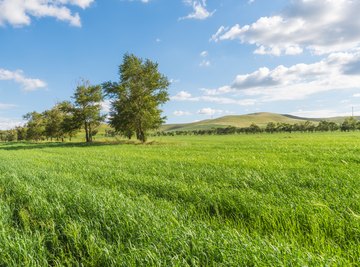 Grassland Biome Dangers