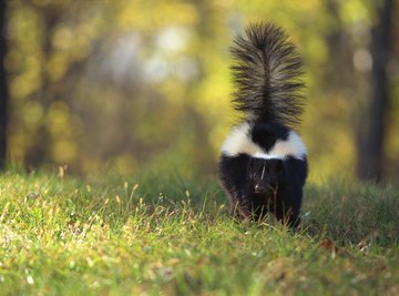 Skunk (Striped) Kind Fur® (Swatch) - Black/White/Black Stripes