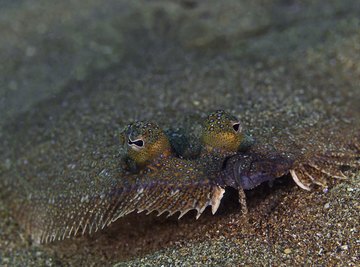 The Difference Between Sole & Flounder