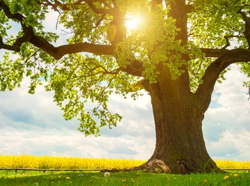 Native Oak Trees of Louisiana