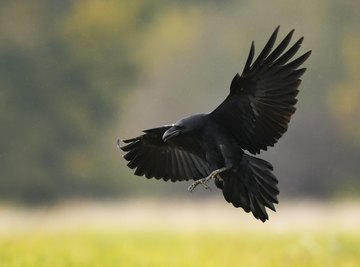 How to Keep Black Birds Away From Bird Feeders