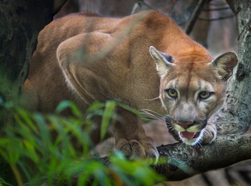 The Differences Between a Puma, a Cougar and a Mountain Lion