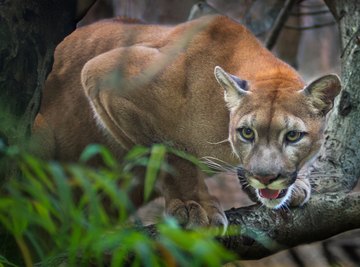 The Differences Between a Puma a Cougar and a Mountain Lion