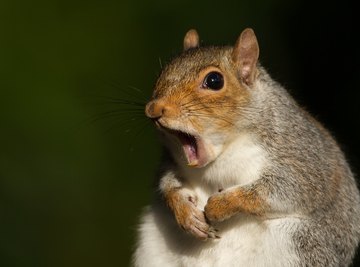 How to Tell If a Squirrel Is Male or Female