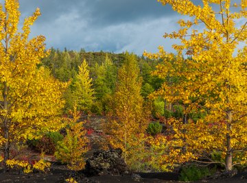 land of the taiga biome special use