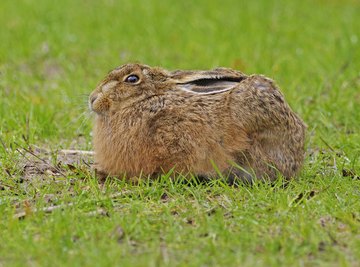 What Eats a Jackrabbit?