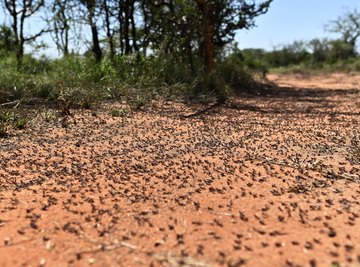 Locusts are taking over East Africa.