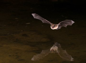 Vampire Bat Life Cycle