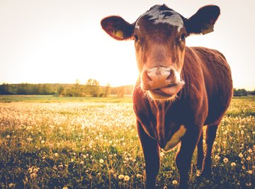 The best-known illness that prions cause is mad cow disease.
