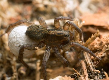 Large Spiders Found in Indiana