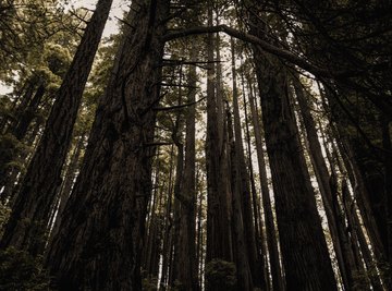 Zones for Redwoods
