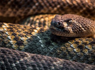 The Life Cycle of a Pit Viper