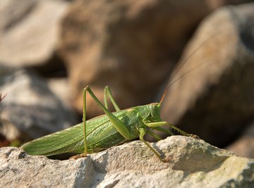 What Attracts Grasshoppers?