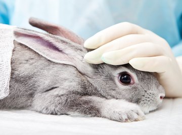 Advantages and Disadvantages of Animal Testing