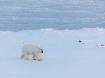 How Do Polar Bears Camouflage?
