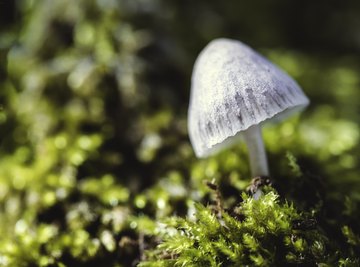How to Identify Liberty Cap Mushrooms in the uk