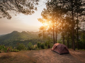 Fun Things to Do in a Temperate Deciduous Forest