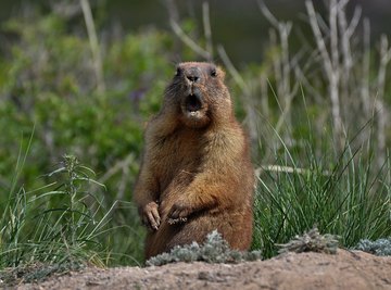 What Do Baby Groundhogs Eat?
