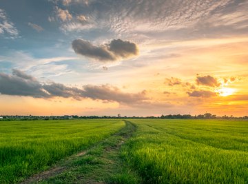 Symbiotic Relationships in the Temperate Grasslands