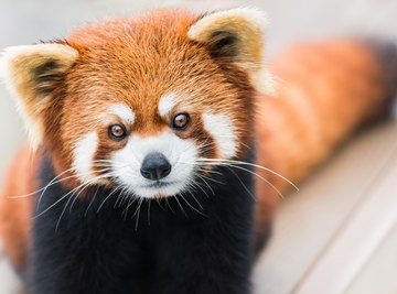 Why Are the Red Pandas Endangered? | Sciencing