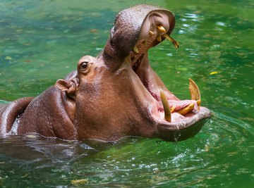 Adaptations of a Hippopotamus