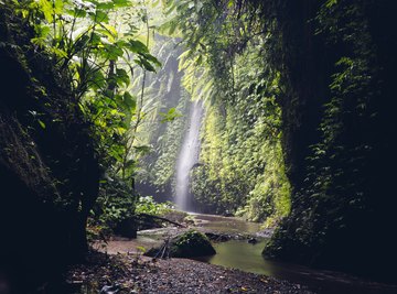 Animals That Are Carnivores in the Tropical Rainforest