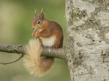 Why Do Squirrels Squawk in Trees?