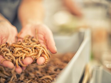 Facts on Mealworms for Kids