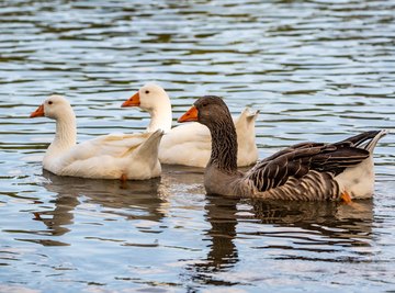 How to Build a Goose Nesting Box