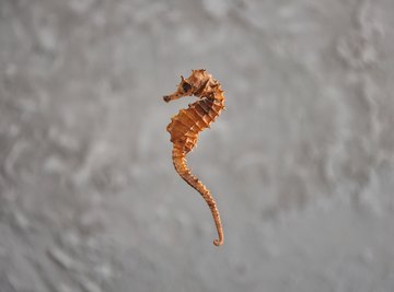 Seahorse Facts for Kids