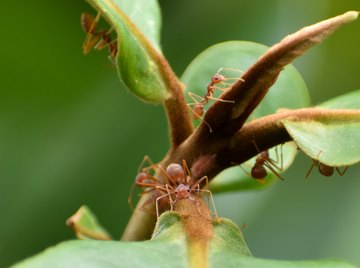 How to Identify Black & Red Ants