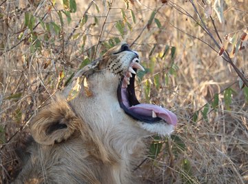 The Truth About Lions, Science