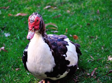 What Are Some Adaptations of a Duck