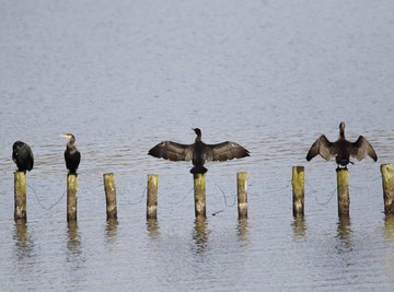 Information on the Cormorant Bird