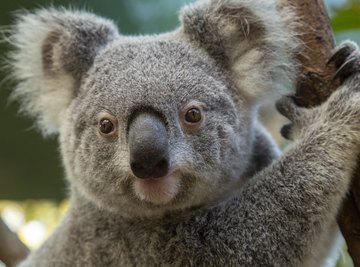 What Are the Physical Adaptations of a Koala Bear?