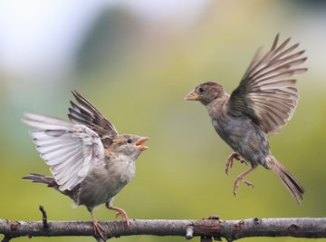 How to Differentiate Between a Male & Female Sparrow