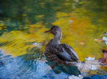 List of Freshwater Ducks