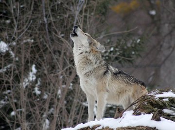 alaskan timber wolf