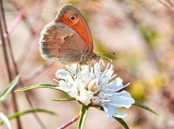 Adaptations in Moths