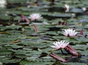 Aquatic & Terrestrial Plants