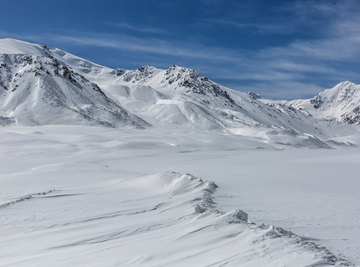 What Type of Insects Live in the Tundra?