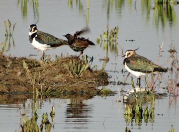 What Effect Do Starlings Have on the Ecosystem?