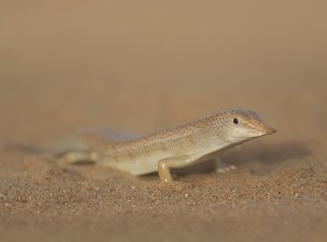 The Types of Lizards Found in Florida