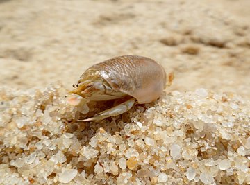 How to Catch A Sand Crab