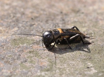 Cricket Habitat