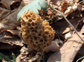 Edible Wild Mushrooms in Illinois