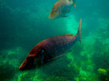 Marine Animals That Eat Plants