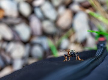 What Attracts Horseflies?