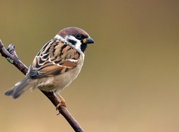 Sparrow & Finch Differences