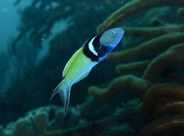 The bluehead wrasse is one of about 500 species of fish that can change their sex.